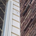 evidence of bat entry into home