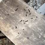 attic bat droppings
