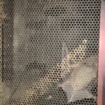 bats in the fireplace
