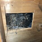 bird control service