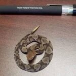 copperhead snake removal