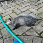 dead animal removal