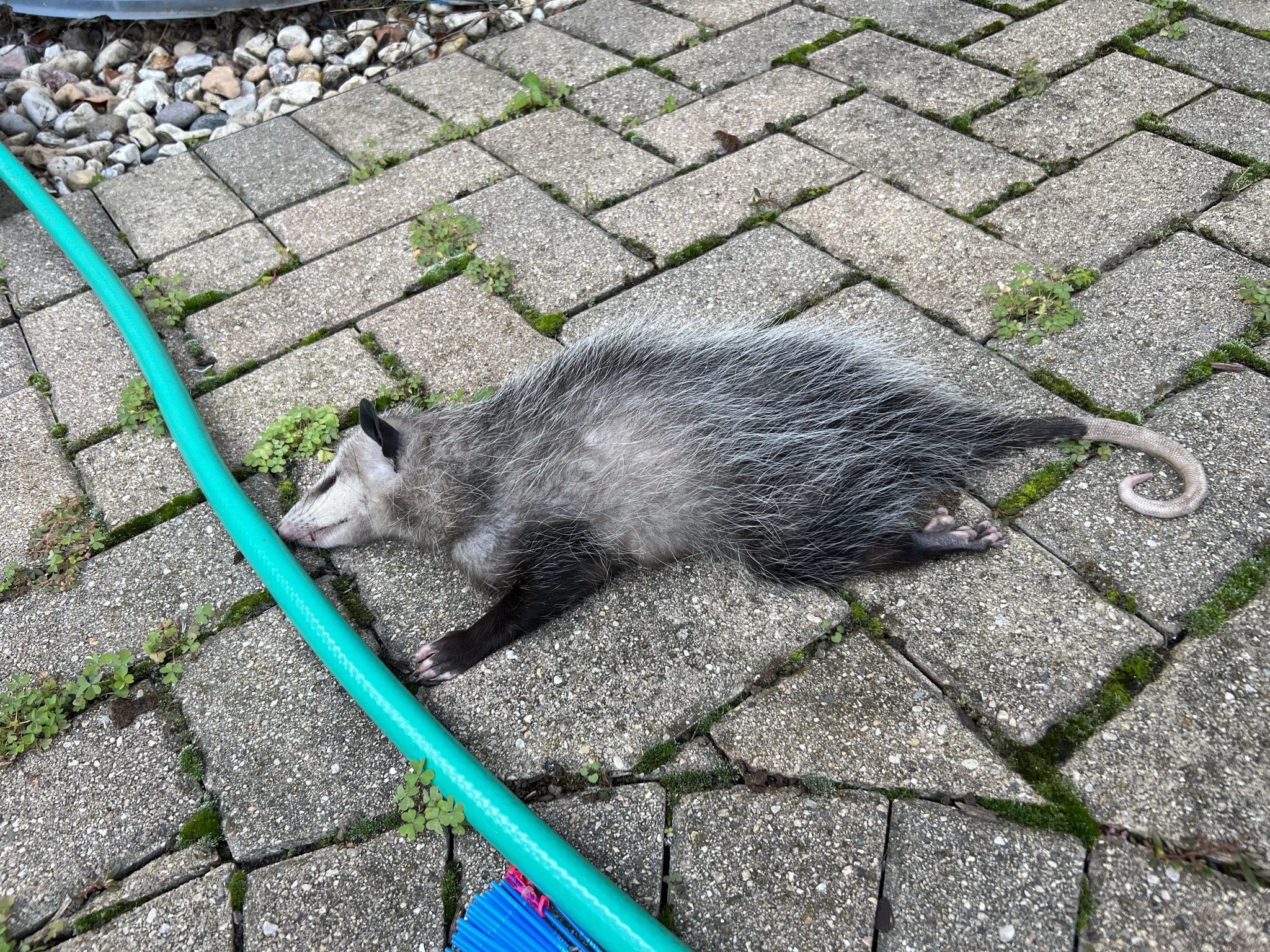 dead animal removal
