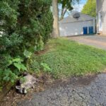 dead raccoon removal