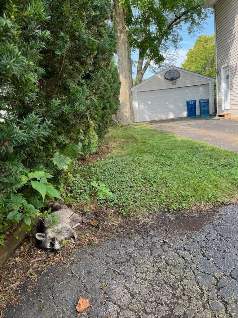 dead raccoon removal