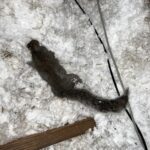 dead squirrel removal service call