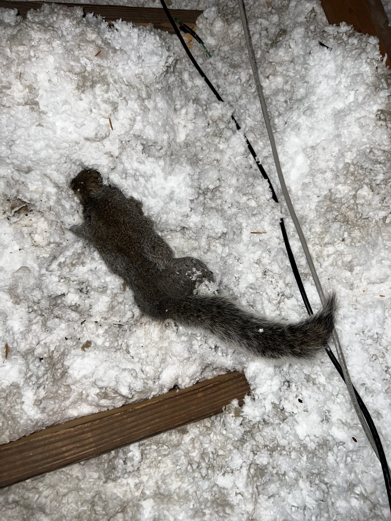 dead squirrel removal service call