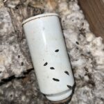 bat guano in attic