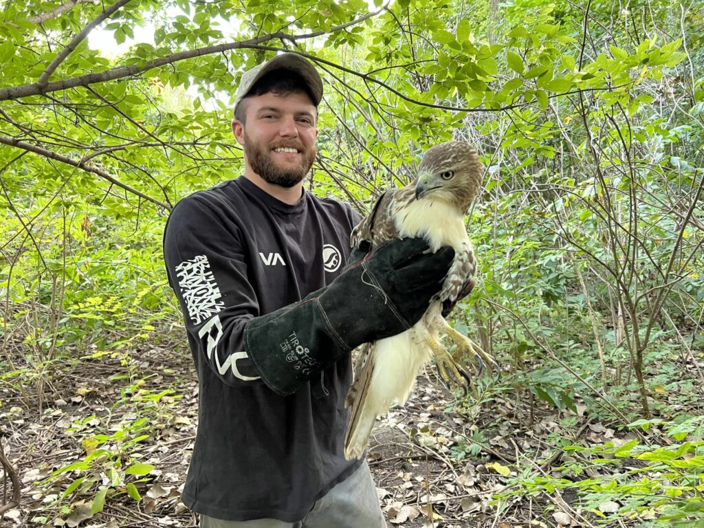 hawk rescue