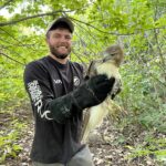 hawk rescue