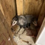 opossum removal from garage