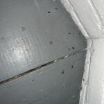 evidence of bats in home