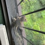 squirrel removal from home