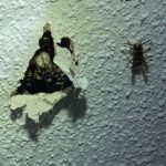 wasp removal Frisco